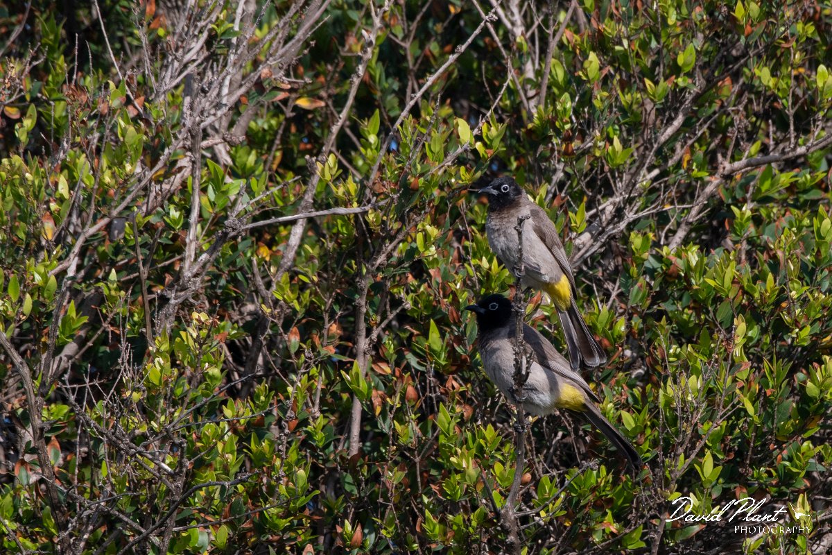 DPPhotography - Turkey - White-spectacled bulbul - E.jpg - White-spectacled bulbul - Side ruins, Antalya, Turkey