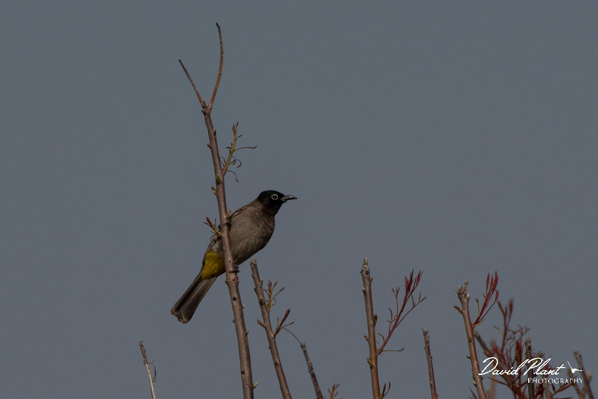 DPPhotography - Turkey - White-spectacled bulbul - F.jpg - White-spectacled bulbul - Side ruins, Antalya, Turkey