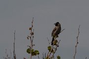 DPPhotography - Turkey - White-spectacled bulbul - A
