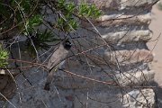 DPPhotography - Turkey - White-spectacled bulbul - B