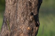 DPPhotography - Turkey - White-spectacled bulbul - C