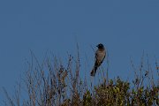 DPPhotography - Turkey - White-spectacled bulbul - D