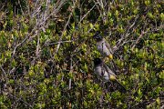 DPPhotography - Turkey - White-spectacled bulbul - E