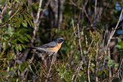 DPPhotography - Turkey - White-throated robin - A