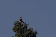 DPPhotography - Turkey - White-throated robin - B