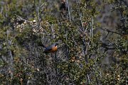 DPPhotography - Turkey - White-throated robin - C