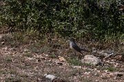 DPPhotography - Turkey - White-throated robin - D
