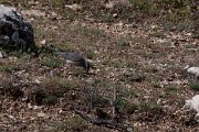 DPPhotography - Turkey - White-throated robin - E