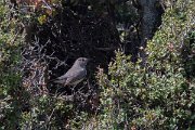 DPPhotography - Turkey - White-throated robin - F