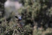 DPPhotography - Turkey - White-throated robin - G