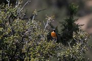 DPPhotography - Turkey - White-throated robin - H