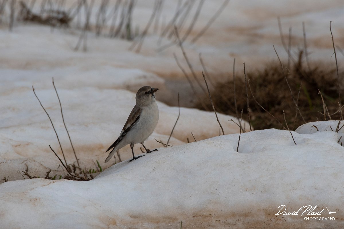 DPPhotography - Turkey - Snowfinch - A.jpg - White-winged snowfinch - Cimikoy plateau, Antalya, Turkey
