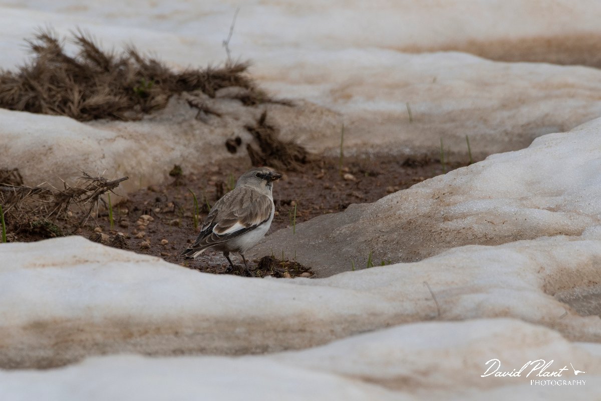 DPPhotography - Turkey - Snowfinch - C.jpg - White-winged snowfinch - Cimikoy plateau, Antalya, Turkey