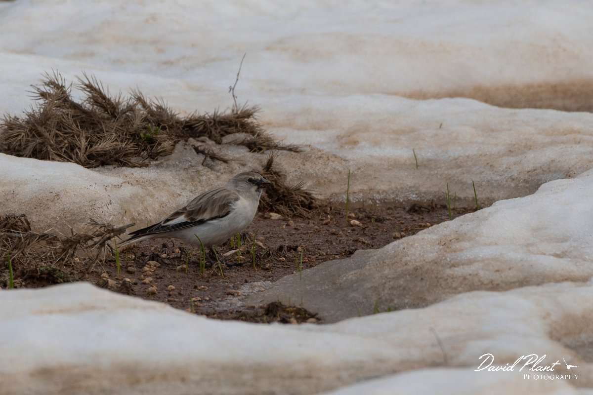 DPPhotography - Turkey - Snowfinch - D.jpg - White-winged snowfinch - Cimikoy plateau, Antalya, Turkey