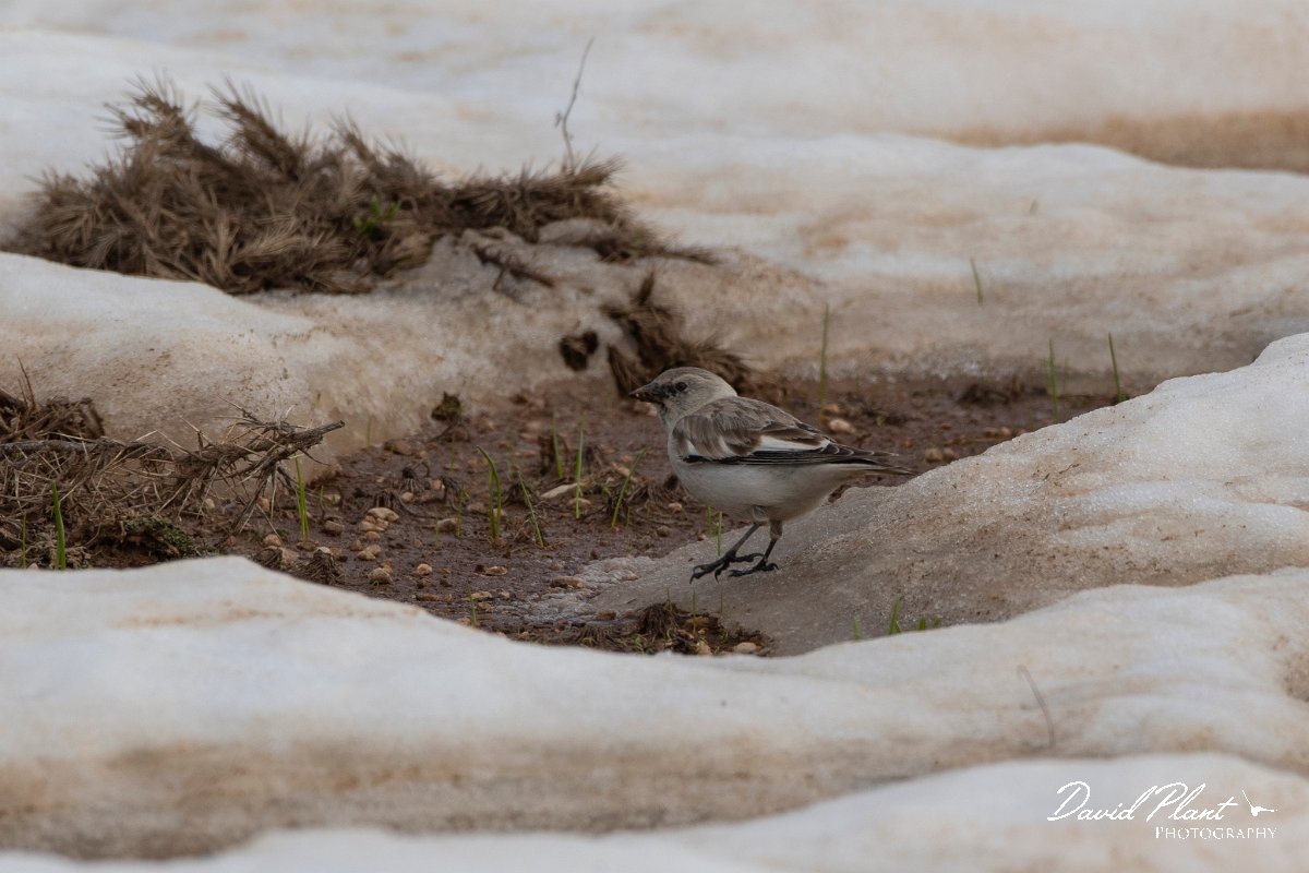 DPPhotography - Turkey - Snowfinch - E.jpg - White-winged snowfinch - Cimikoy plateau, Antalya, Turkey