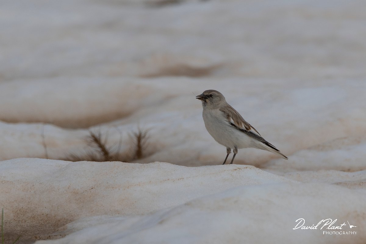 DPPhotography - Turkey - Snowfinch - H.jpg - White-winged snowfinch - Cimikoy plateau, Antalya, Turkey