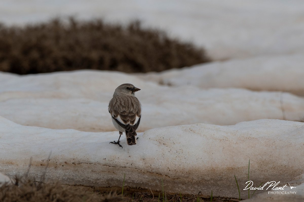 DPPhotography - Turkey - Snowfinch - J.jpg - White-winged snowfinch - Cimikoy plateau, Antalya, Turkey