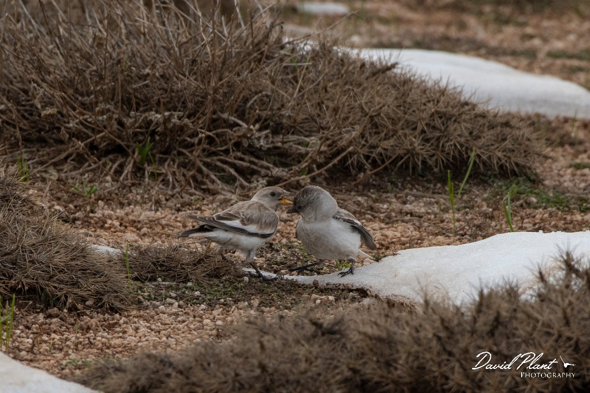 DPPhotography - Turkey - Snowfinch - M.jpg - White-winged snowfinch - Cimikoy plateau, Antalya, Turkey