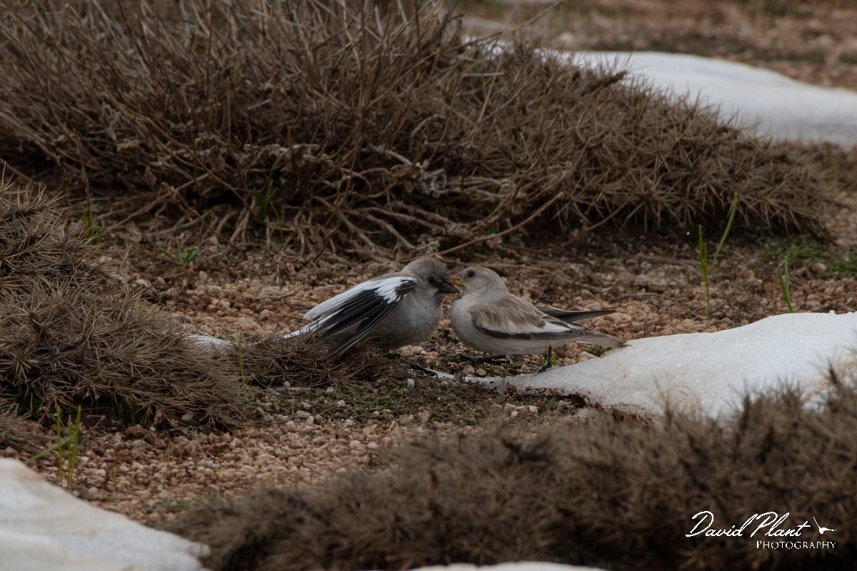 DPPhotography - Turkey - Snowfinch - N.jpg - White-winged snowfinch - Cimikoy plateau, Antalya, Turkey