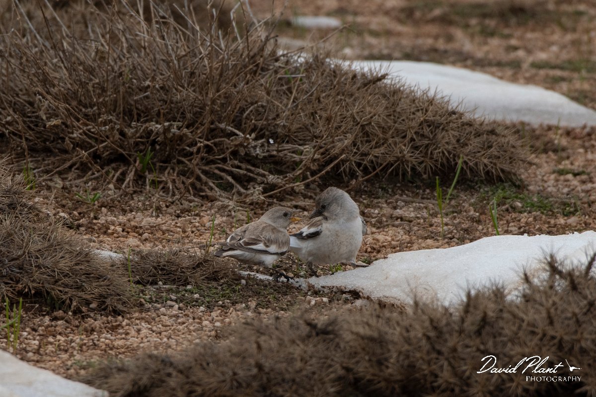 DPPhotography - Turkey - Snowfinch - O.jpg - White-winged snowfinch - Cimikoy plateau, Antalya, Turkey