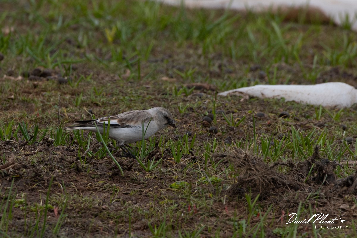 DPPhotography - Turkey - Snowfinch - R.jpg - White-winged snowfinch - Cimikoy plateau, Antalya, Turkey