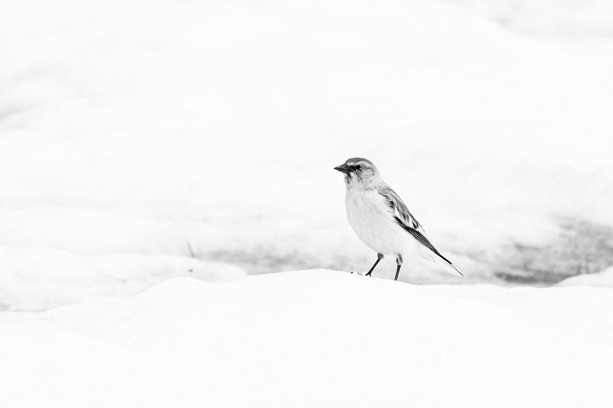 DPPhotography - Turkey - Snowfinch - T.jpg - White-winged snowfinch in black and white - Cimikoy plateau, Antalya, Turkey