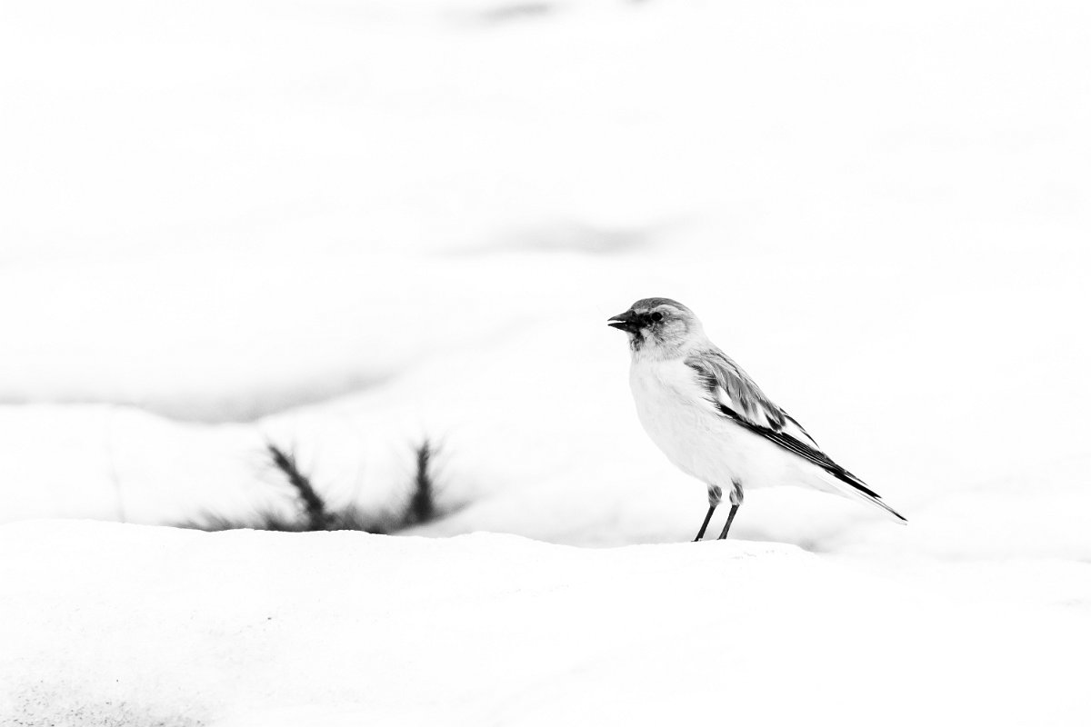 DPPhotography - Turkey - Snowfinch - U.jpg - White-winged snowfinch in black and white - Cimikoy plateau, Antalya, Turkey