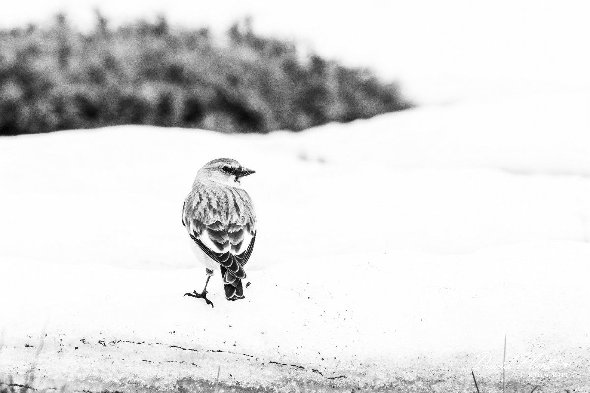 DPPhotography - Turkey - Snowfinch - V.jpg - White-winged snowfinch in black and white - Cimikoy plateau, Antalya, Turkey