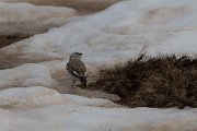 DPPhotography - Turkey - Snowfinch - B