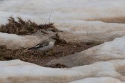 DPPhotography - Turkey - Snowfinch - D