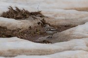 DPPhotography - Turkey - Snowfinch - E