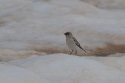 DPPhotography - Turkey - Snowfinch - F