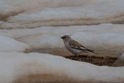 DPPhotography - Turkey - Snowfinch - G