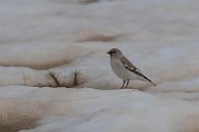 DPPhotography - Turkey - Snowfinch - H