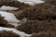 DPPhotography - Turkey - Snowfinch - K