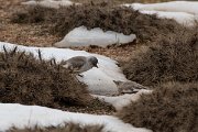 DPPhotography - Turkey - Snowfinch - L