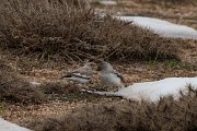 DPPhotography - Turkey - Snowfinch - M