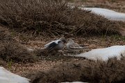 DPPhotography - Turkey - Snowfinch - N