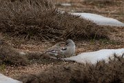 DPPhotography - Turkey - Snowfinch - O