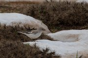 DPPhotography - Turkey - Snowfinch - P