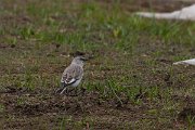 DPPhotography - Turkey - Snowfinch - Q