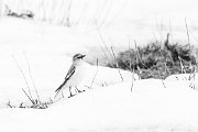 DPPhotography - Turkey - Snowfinch - S