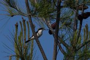 DPPhotography - Turkey - Woodchat shrike - A