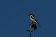 DPPhotography - Turkey - Woodchat shrike - B