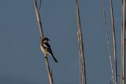 DPPhotography - Turkey - Woodchat shrike - C