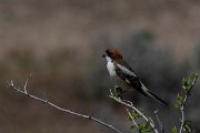 DPPhotography - Turkey - Woodchat shrike - D