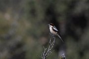 DPPhotography - Turkey - Woodchat shrike - E