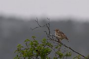DPPhotography - Turkey - Woodlark - A