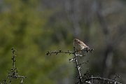DPPhotography - Turkey - Woodlark - B