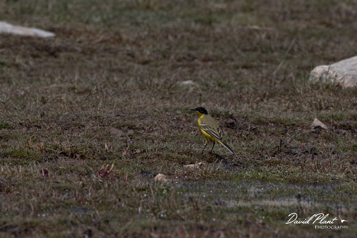 DPPhotography - Turkey - Yellow wagtail - A.jpg - Yellow wagtail, fledegg - Cimikoy plateau, Antalya, Turkey